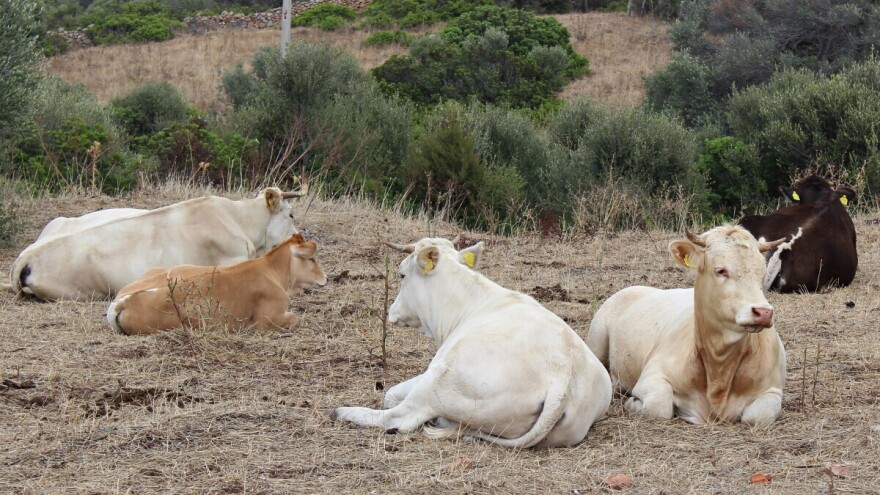 Veterinar i farmeri varali sistem: Lažno prijavili uginuća 139 goveda