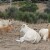 Veterinar i farmeri varali sustav: lažno prijavili uginuća 139 goveda