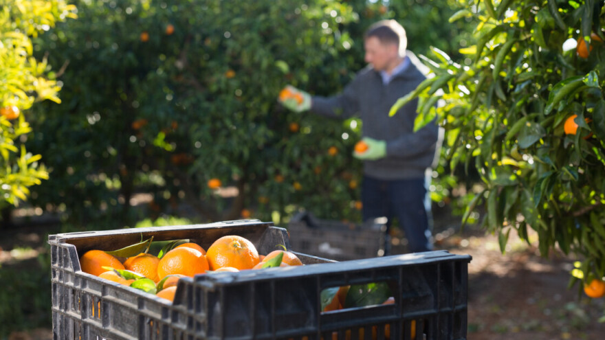 Neretvanski uzgajivači pisali Dabri: Podignite prag ulaska u Registar poreznih obveznika