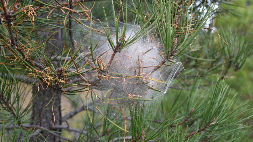 Borov četinjak se intenzivno širi bh. šumama