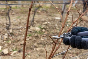 U nekim vinogradima rezidba već počela, evo o čemu treba voditi računa