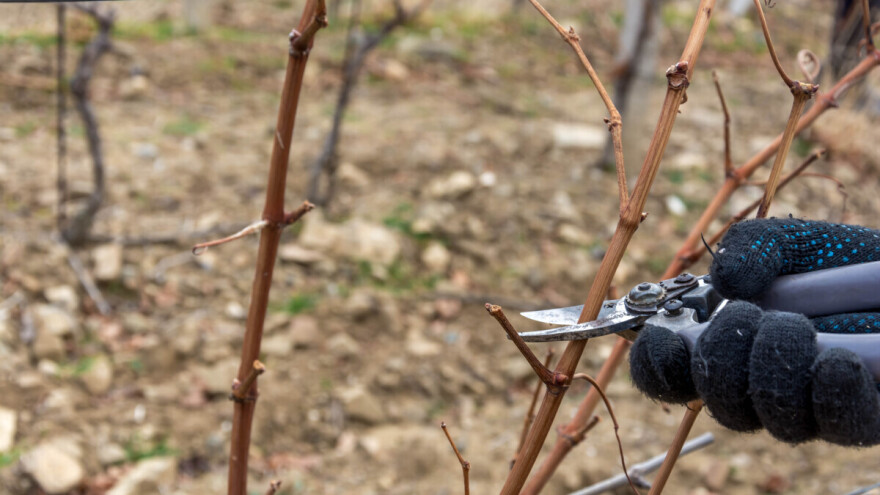 U nekim vinogradima rezidba već počela, evo o čemu treba voditi računa