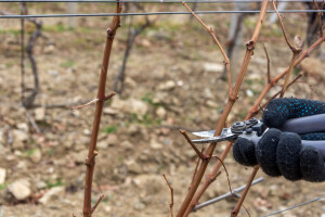 U nekim vinogradima rezidba već počela, evo o čemu treba voditi računa