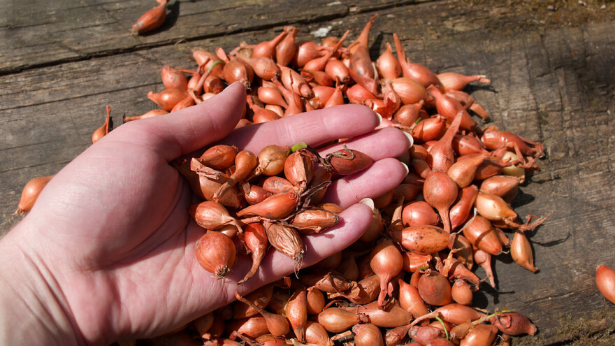 Jesenska sadnja luka kozjaka