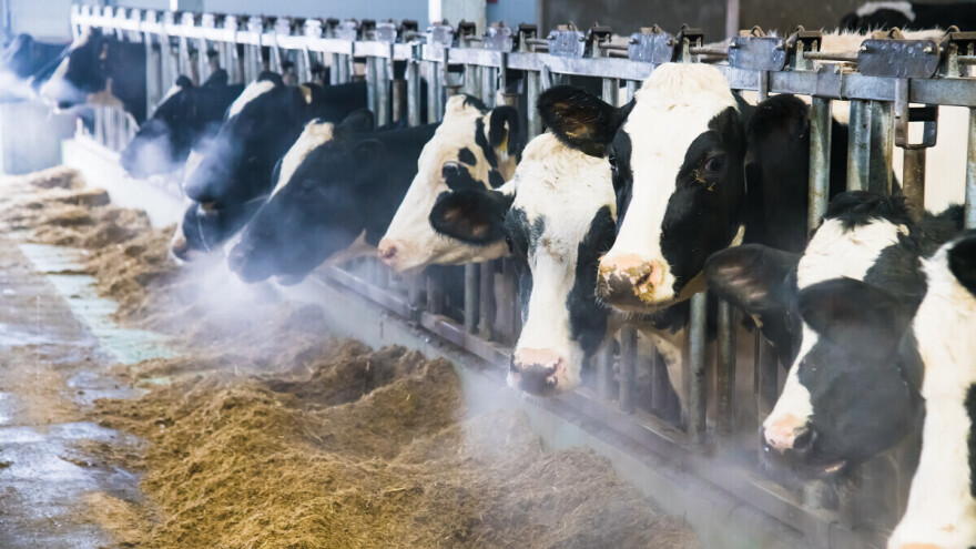 Utjecaj niskih temperatura na mliječna grla i proizvodnju: Koje su optimalne?