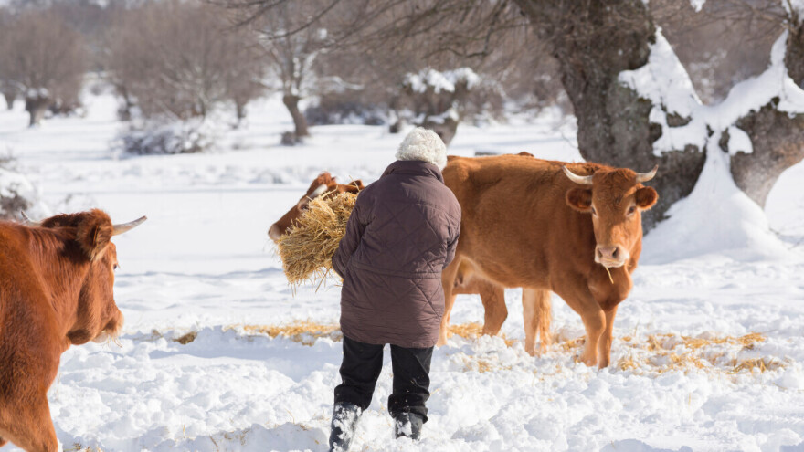 Je li domaćim životinjama hladno tijekom debelih minusa zimi?