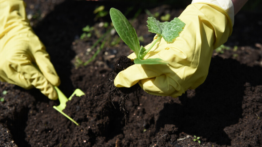 Tikvice u plasteniku: Brz prinos, laka proizvodnja i kontinuirana berba