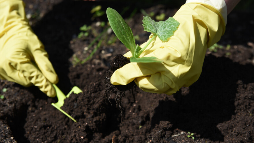 Tikvice u plasteniku: Brz prinos, laka proizvodnja i kontinuirana berba