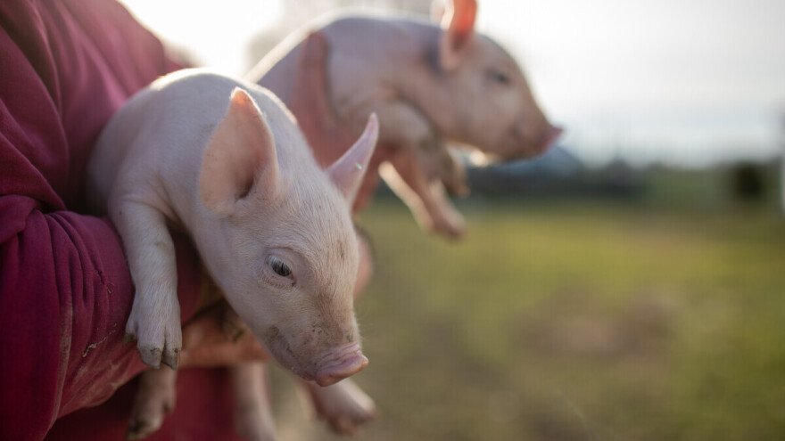 Strah od propuha, prase za doktora i čašica rakije za dobro zdravlje