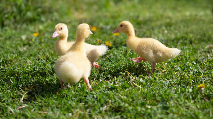 Uzgojem domaćih kokoši, pataka i gusaka do unosnog posla