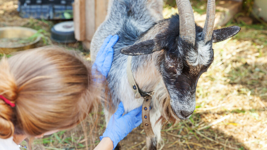 Budite na oprezu: Infekcije brucelozom najčešće su krajem zime