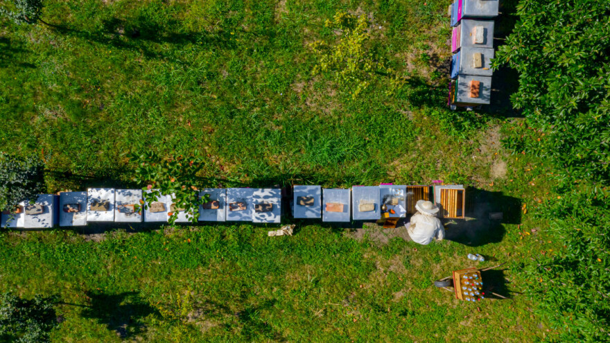 Lopovi u Berlinu ukrali 31 posebnu uzgajanu pčelarsku zajednicu