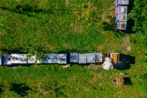 Lopovi u Berlinu ukrali 31 posebno uzgajanu pčelarsku zajednicu
