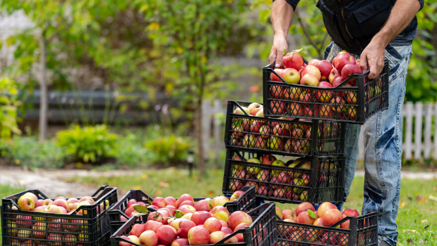 Retrospektiva voćarske godine: Jedni profitirali, druge "ubio" mraz