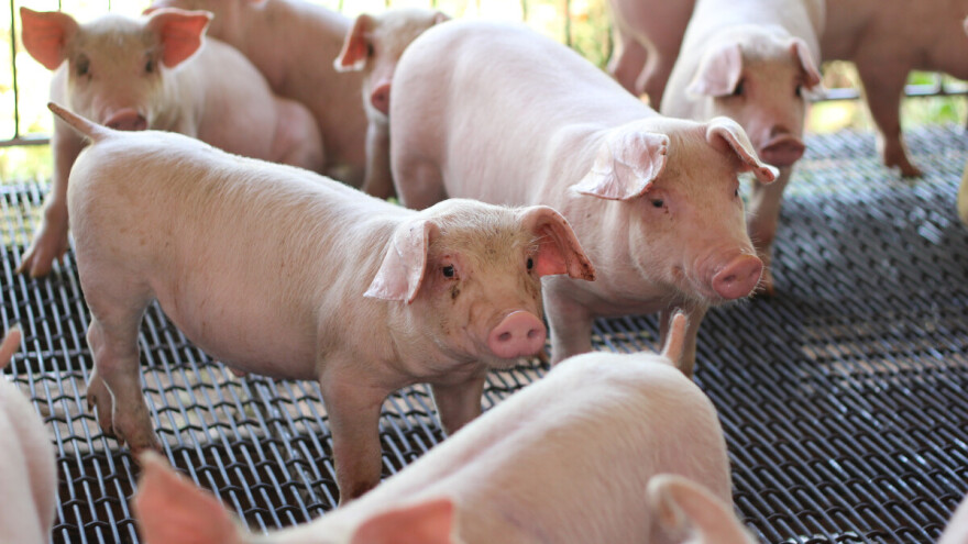 U tijeku je podnošenje zahtjeva za potporu gospodarstvima zbog afričke svinjske kuge