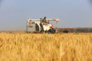 Uzgojili pšenicu u ekstremnim pustinjskim uvjetima - koliki im je prinos?