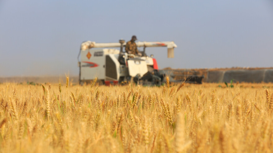 Uzgojili pšenicu u ekstremnim pustinjskim uvjetima - koliki im je prinos?