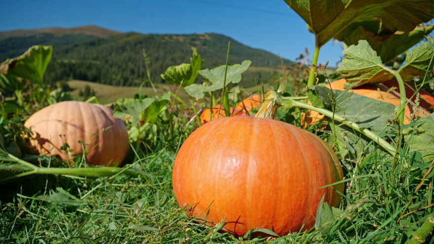 Jesen kuca na vrata: Sunčan početak septembra, ali kiša se ubrzo vraća