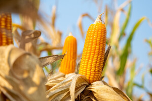 Sjetva kukuruza kokičara moguća je i u svibnju, prinos od šest do 10 t/ha