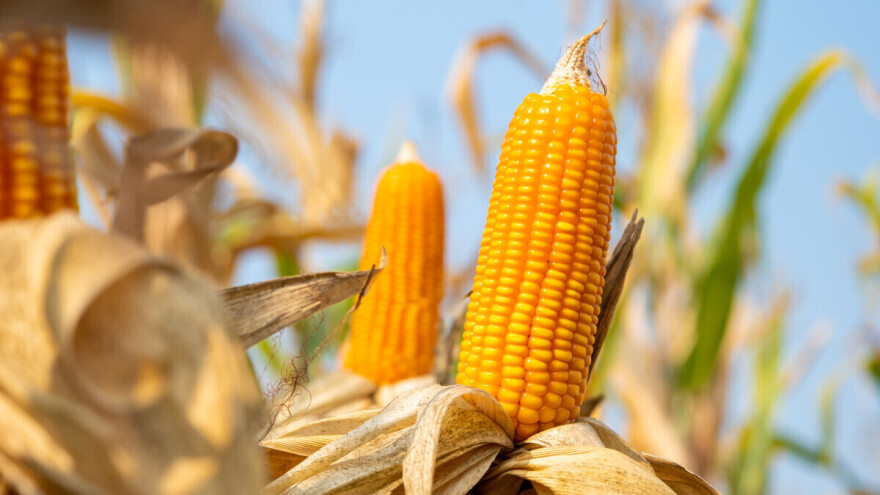 Sjetva kukuruza kokičara moguća je i u svibnju, prinos od šest do 10 t/ha