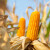 Sjetva kukuruza kokičara moguća je i u maju, prinos od šest do 10 t/ha