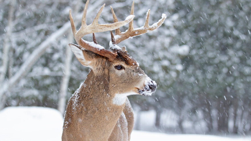 Nakon 30 godina jelene vratili na Majevicu, jedan već ubijen