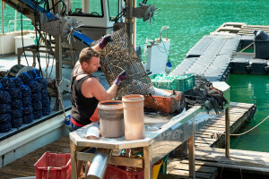 Uzgajivačima dagnji 5,6 milijuna eura potpore, prijedlog je u javnom savjetovanju