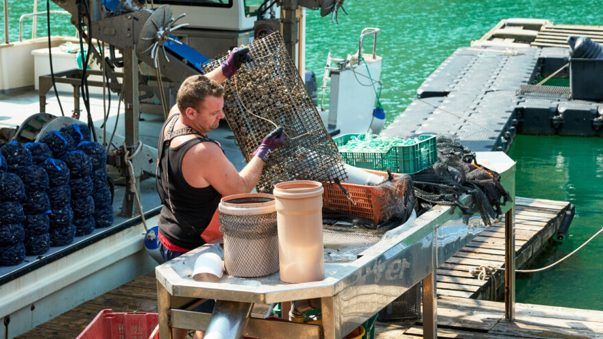 Uzgajivačima dagnji 5,6 milijuna eura potpore, prijedlog je u javnom savjetovanju