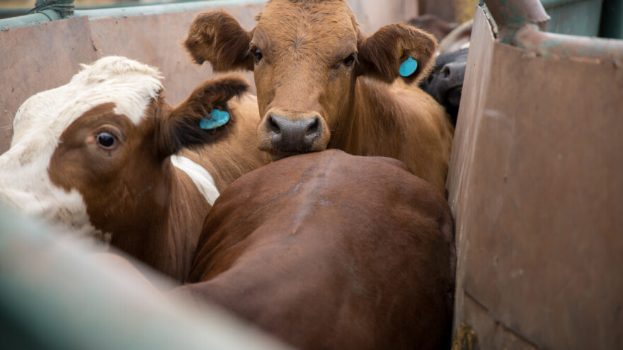 Stabilne cene bikova u Beogradu, pad cena junadi u srednjem Banatu