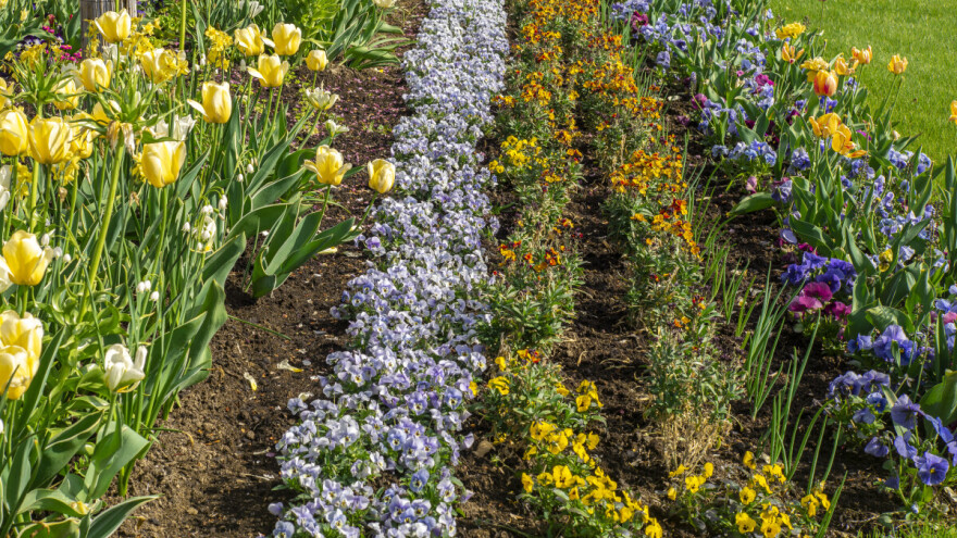 Evo 10 vrsta cvijeća koje možete saditi i sijati u jesen