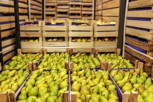 Zbog ostataka štetnog pesticida zabranjen uvoz pošiljke krušaka iz BiH u Hrvatsku