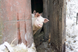 Nova žarišta afričke kuge svinja u Republici Srpskoj, blizu granice sa Srbijom
