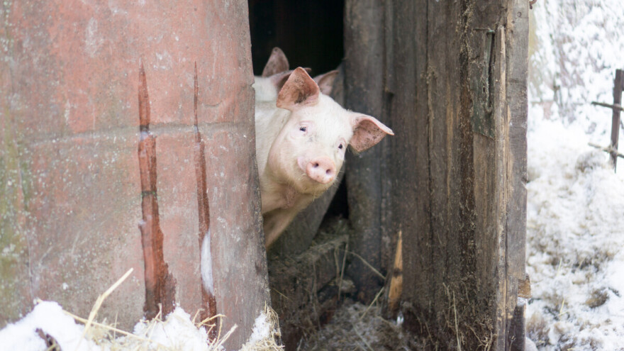 Nova žarišta afričke kuge svinja u Republici Srpskoj, blizu granice sa Srbijom