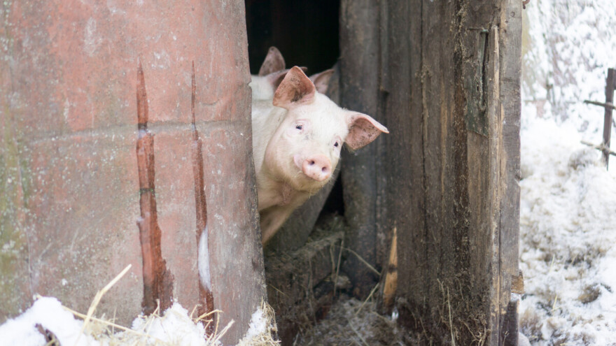 Šamac i Zvornik pod mjerama zbog afričke svinjske kuge