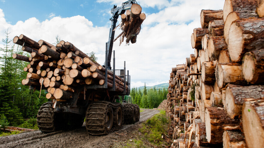 Kako rusko drvo mimo sankcija stiže do tanjira EU?