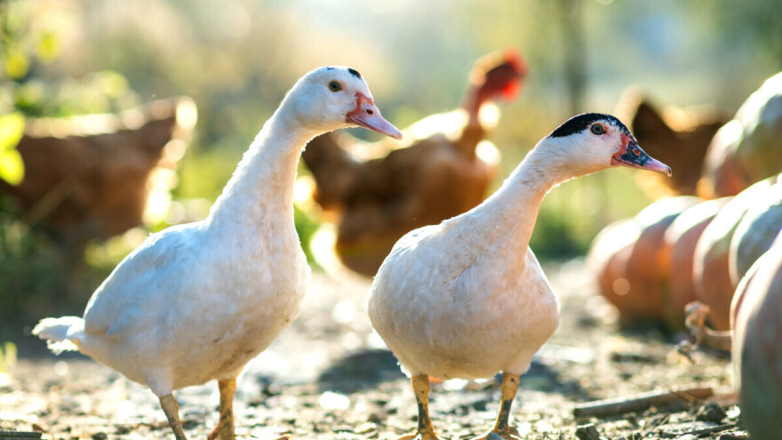 Stara vjerovanja: Kada ne treba pripremati pačetinu i zašto?