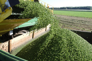 Gotovo cijela proizvodnja graška u Hrvatskoj u rukama 10 proizvođača