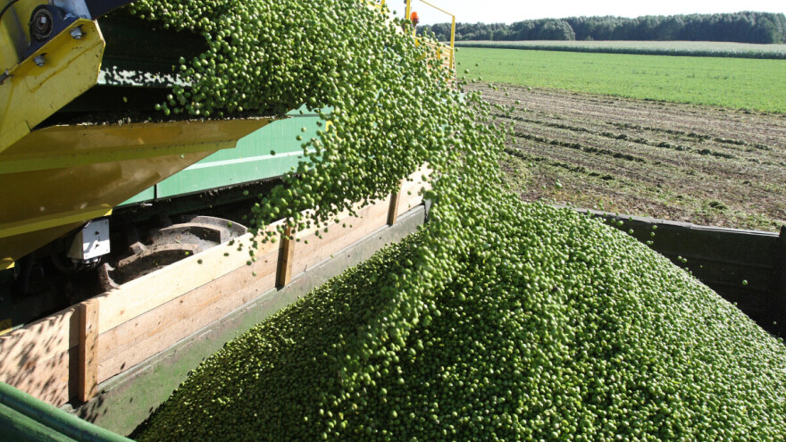 Gotovo cijela proizvodnja graška u Hrvatskoj u rukama 10 proizvođača