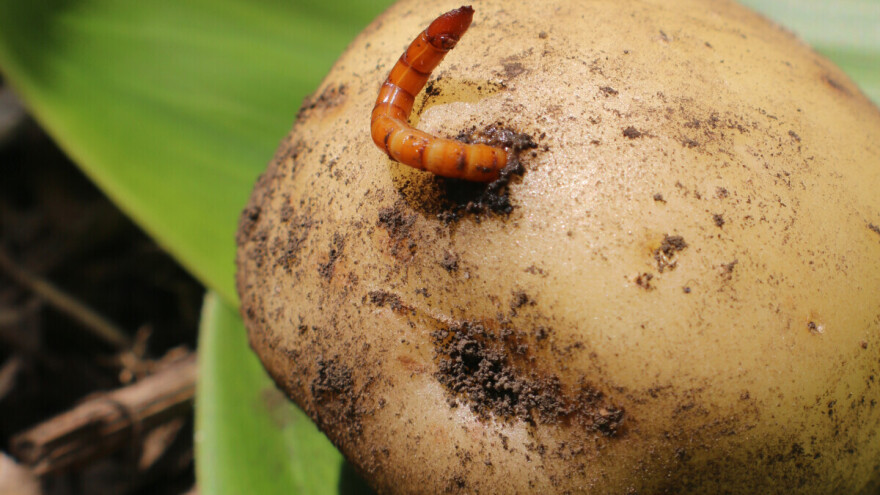 Šta kada žičnjak napadne krompir? Evo koje mjere treba primijeniti