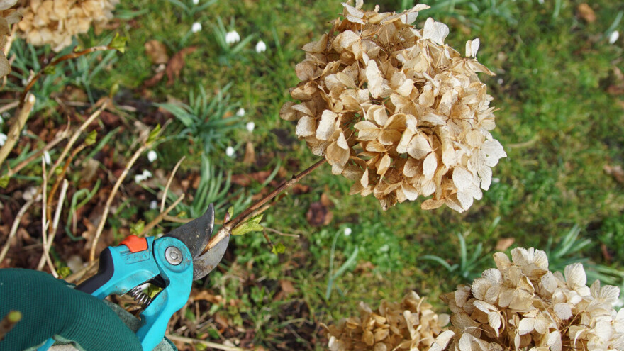 Treba li hortenziju orezivati u jesen?