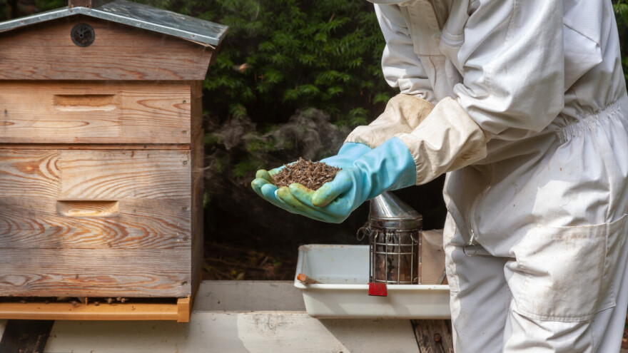 Masovna uginuća pčela u Srbiji, od 30 do čak 100 odsto. Šta je uzrok?