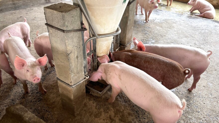 Evo koji se mikotoksini kriju u žitaricama iz lanjske žetve i koje posledice ostavljaju