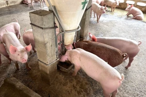 Evo koji se mikotoksini kriju u žitaricama iz lanjske žetve i koje posljedice ostavljaju