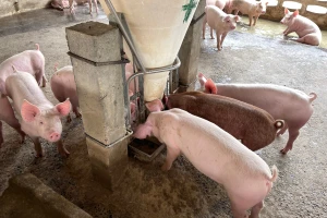 Može li se smanjenjem proteina u obrocima postići isplativ tov svinja?