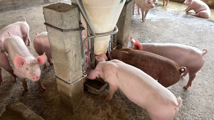 Može li se smanjenjem proteina u obrocima postići isplativ tov svinja?