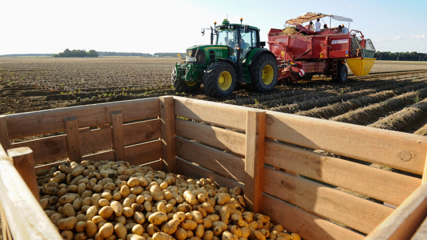 Basne o krumpiru: Igra se zove konkurentnost, a mi na dnu tablice kolo prije ispadanja iz lige