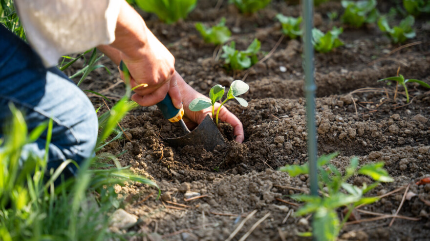 Treća Urbana džungla poziva sve generacije na besplatne radionice urbanog vrtlarenja