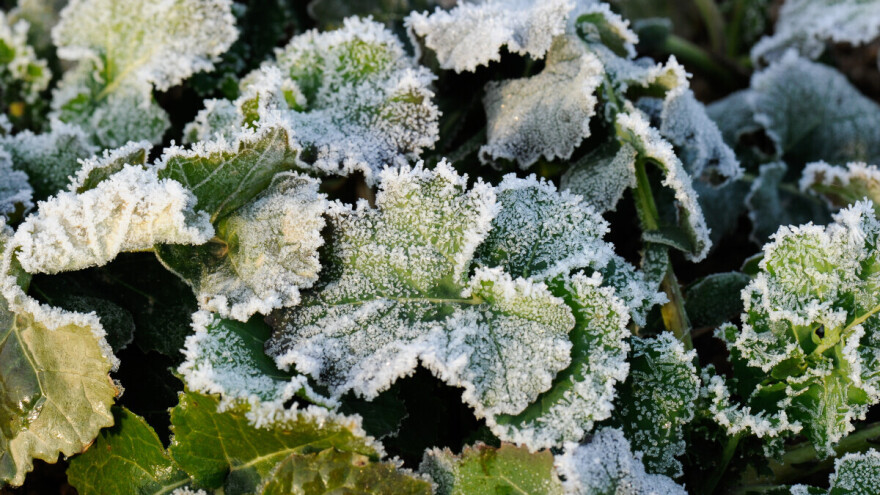 Kako provjeriti je li uljana repica preživjela mraz?