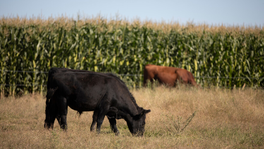 EU subvencijama treba hitna reforma - usmjeriti sredstva malim i srednjim poljoprivrednicima