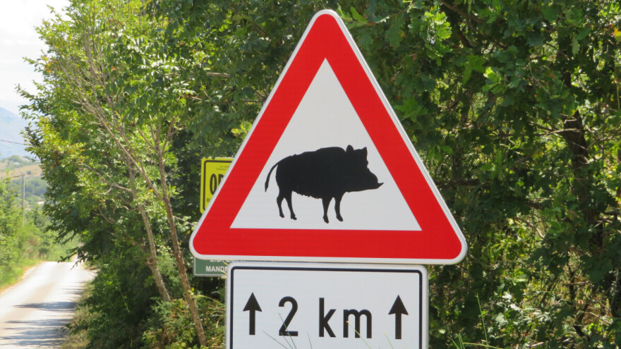 Četiri naleta na životinje u Istri, u sudaru automobila s konjem dvije osobe ozlijeđene